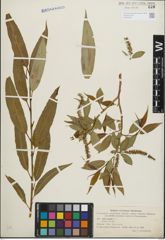 Foto von Salix fragilis L.